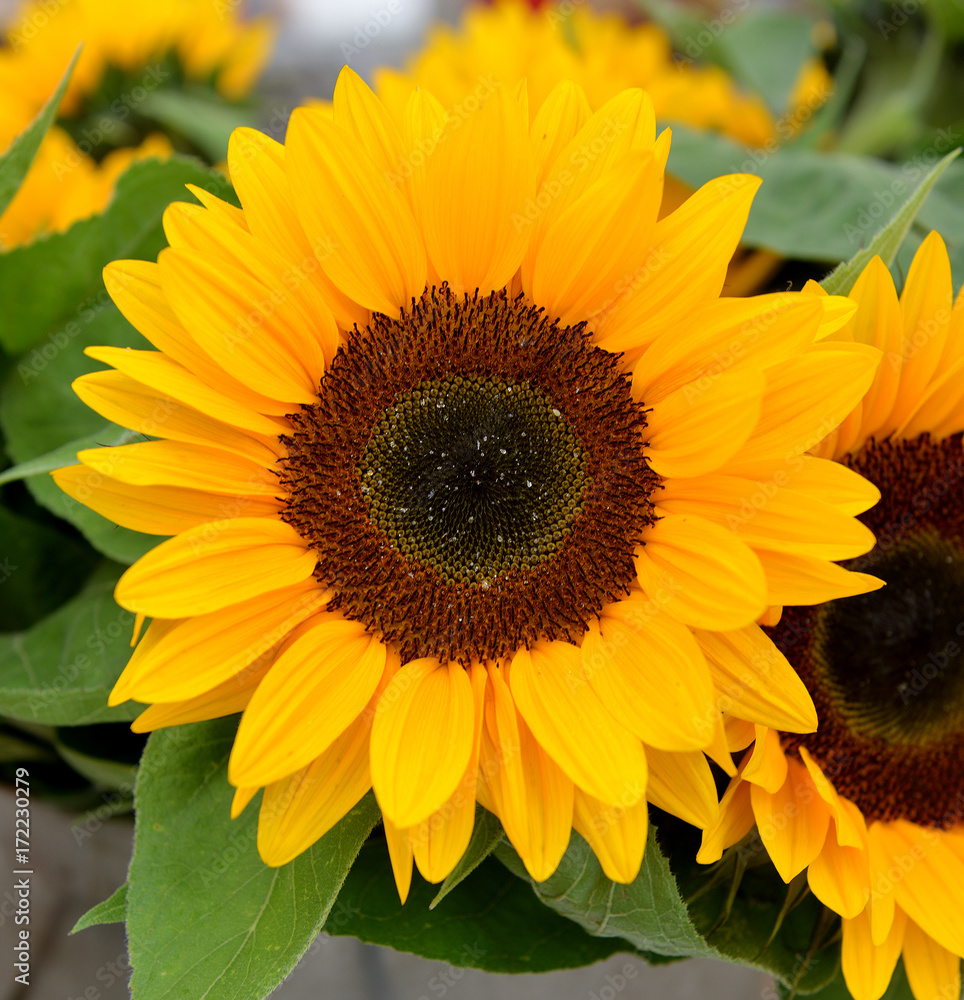 Fototapeta premium Helianthus or sunflower