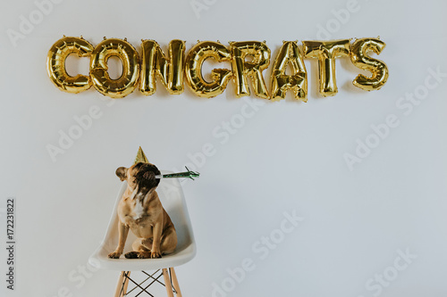 Gold Congrats Balloon Letters and a French Bulldog Puppy Wearing a Party Hat
