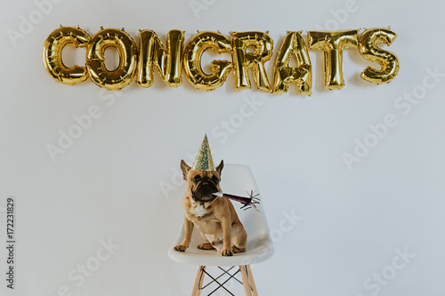 Gold Congrats Balloon Letters and a French Bulldog Puppy Wearing a Party Hat photo