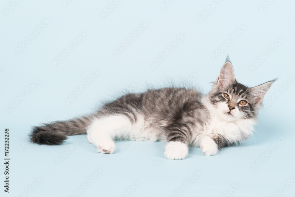 Maine coon kitten laying on blue