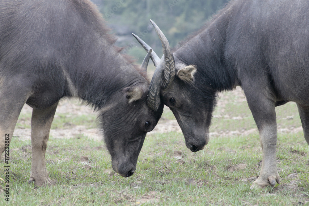 A pair of young water buffalo (bubalus bubalis) at a stalemate in establishing seniority. A pair of young water buffalo (bubalus bubalis) at a stalemate in establishing seniority.