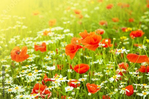 Red poppies and daisies flowers field