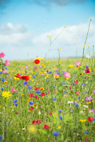 Fototapeta Naklejka Na Ścianę i Meble -  Wild Flowers