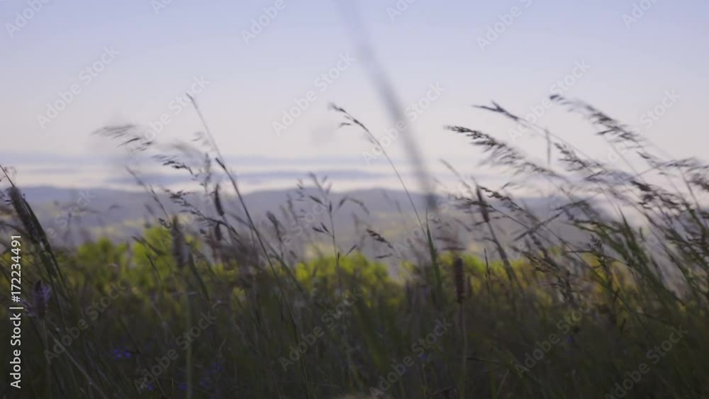 Grass in wind with valley in background out of focus 4K Grass in wind with valley in background out of focus 4K