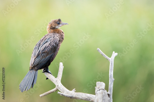 Pygmy cormorant photo