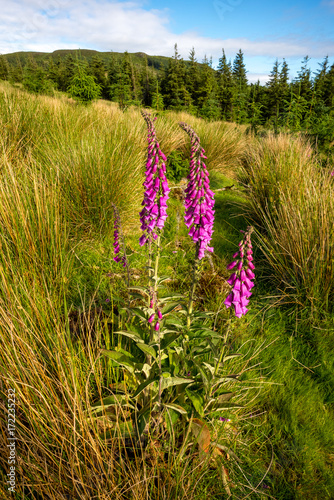 Wild flowers in mountains