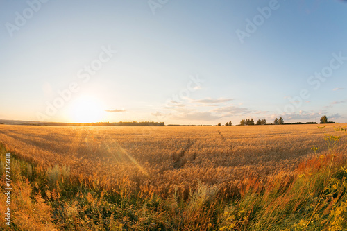 Gold wheat field and blue sky. Ripe grain harvest time