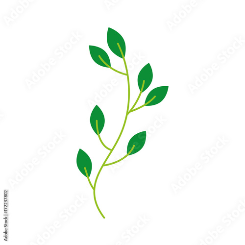 autumn tree branch leaves foliage botanical image vector illustration