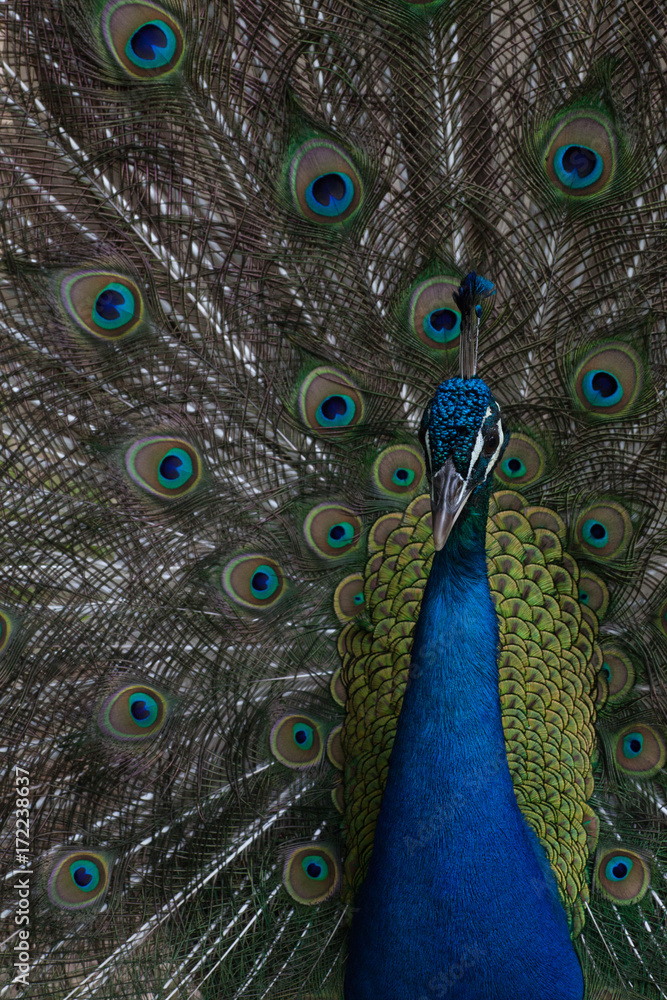 Obraz premium Peacock