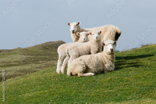 sheep family portrait photo