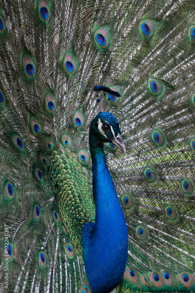 Obraz premium Peacock