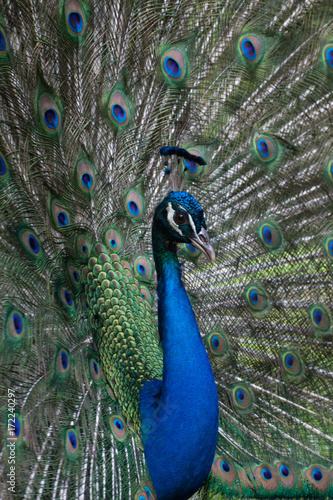Fototapeta Naklejka Na Ścianę i Meble -  Peacock
