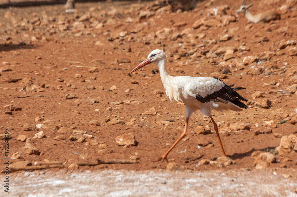 cigogne cigogne