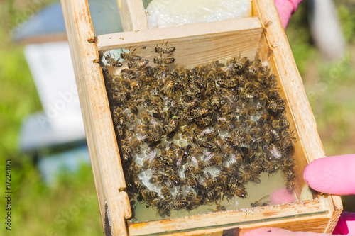 Tribal thoroughbred queen bee with label in the nucleus behind the glass. Breeding of queen bees. Beeholes with honeycombs. Preparation for artificial insemination of queen bees. Natural economy. © Maryna