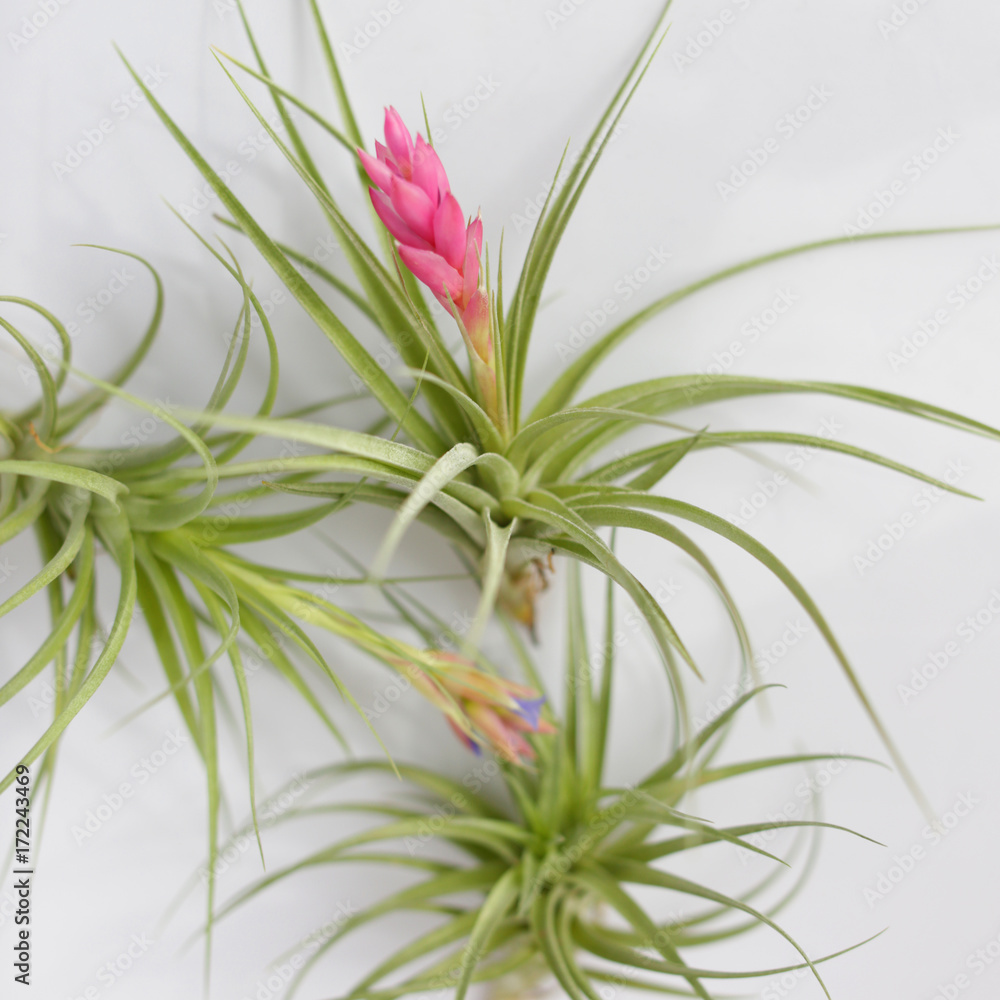 A Collection Of Beautiful Tillandsia Air Plants A Collection Of Beautiful Tillandsia Air Plants