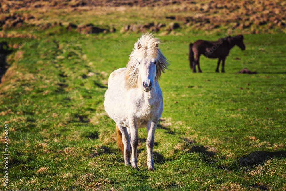 White icelandic horse at foreground during sunset White icelandic horse at foreground during sunset
