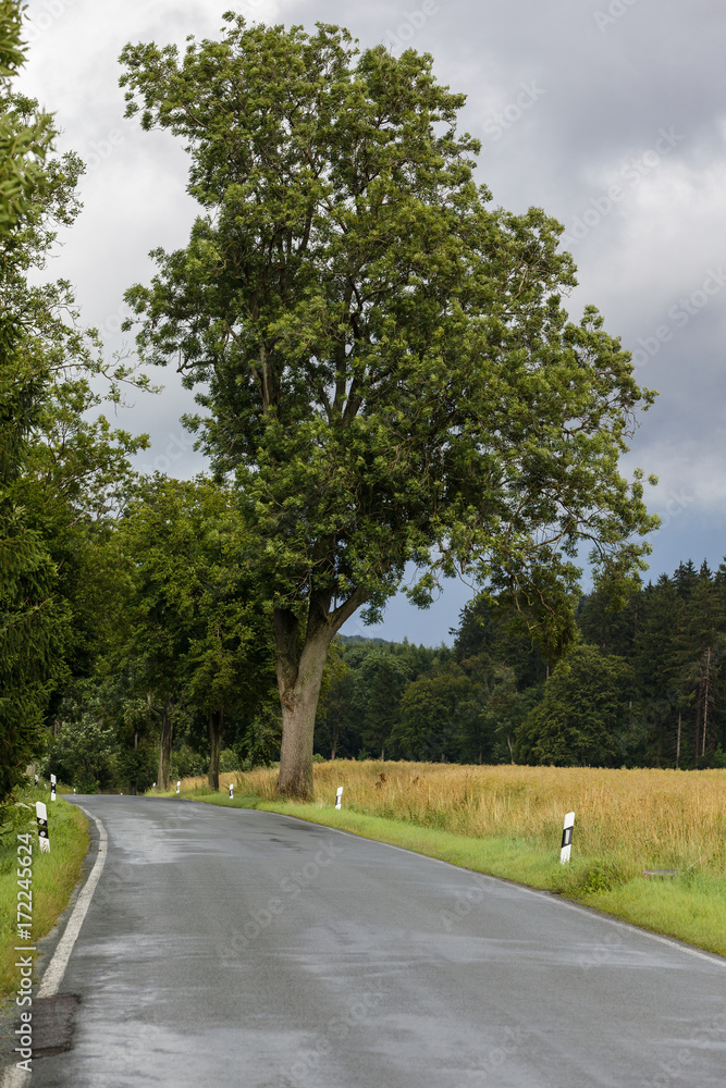 Landstraße im Harz Landstraße im Harz