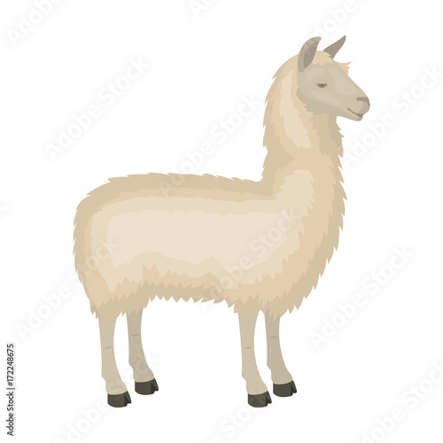 Lama, a South American pack animal. A lame, a cloven-hoofed mammal single icon in cartoon style vector symbol stock illustration web.