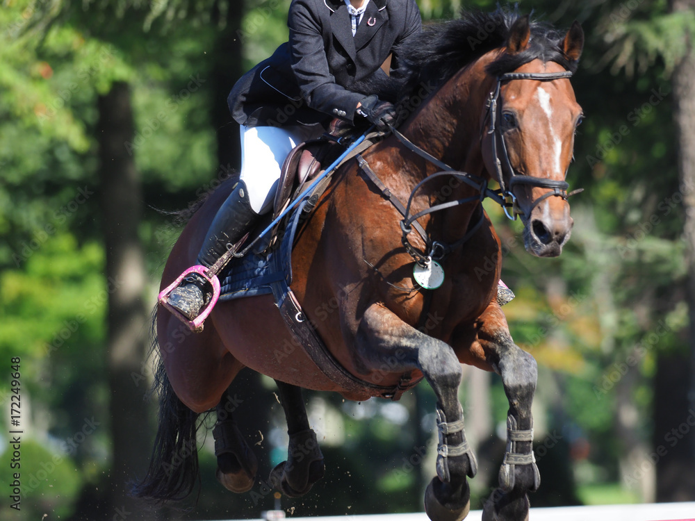 Obraz premium 馬術大会