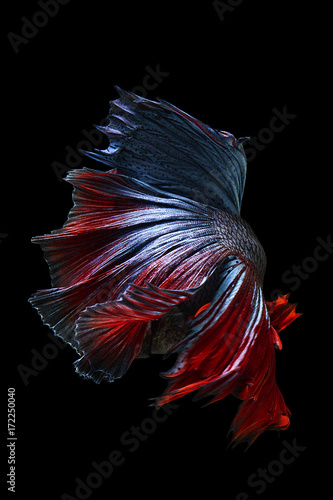 close up of siamese fighting fish