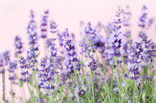 Lavender flowers.