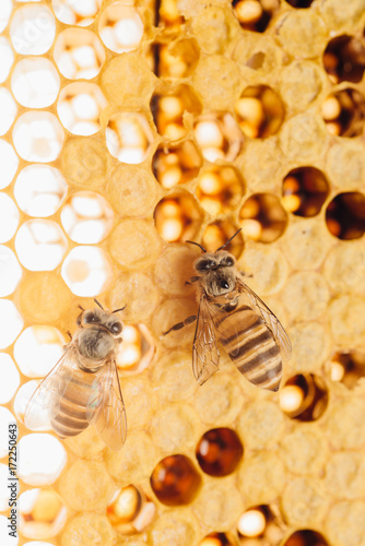 honey bee work on honeycomb