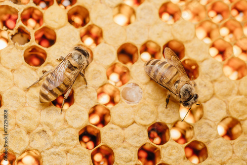 honey bee work on honeycomb photo