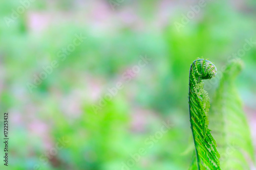 selective focus on the young fern frond or leaf with copy space using as nature blurred background or wallpaper.