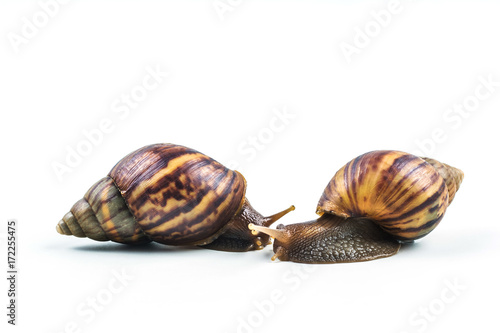 snails on white background ,Can convey the love of young people or competition