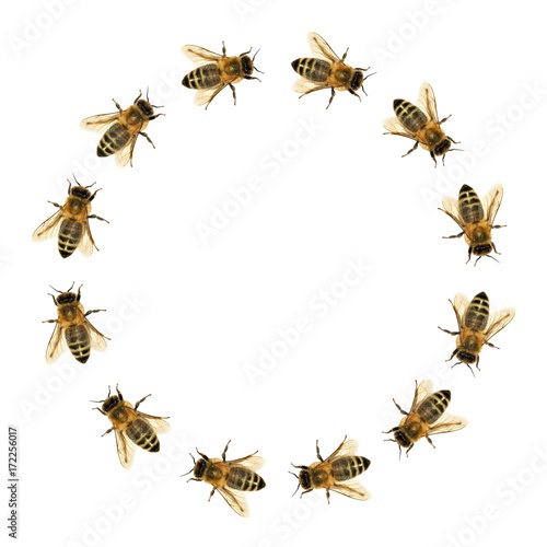 group of bee or honeybee in the circle © Daniel Prudek