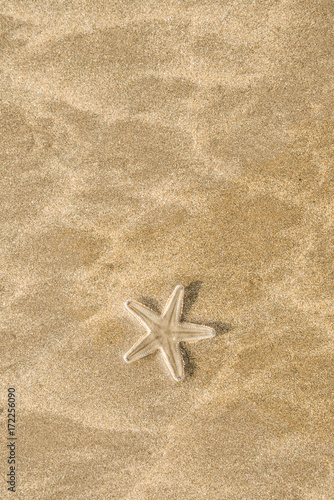 Live starfish on beach