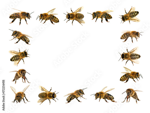 group of bee or honeybee on white background, honey bees © Daniel Prudek
