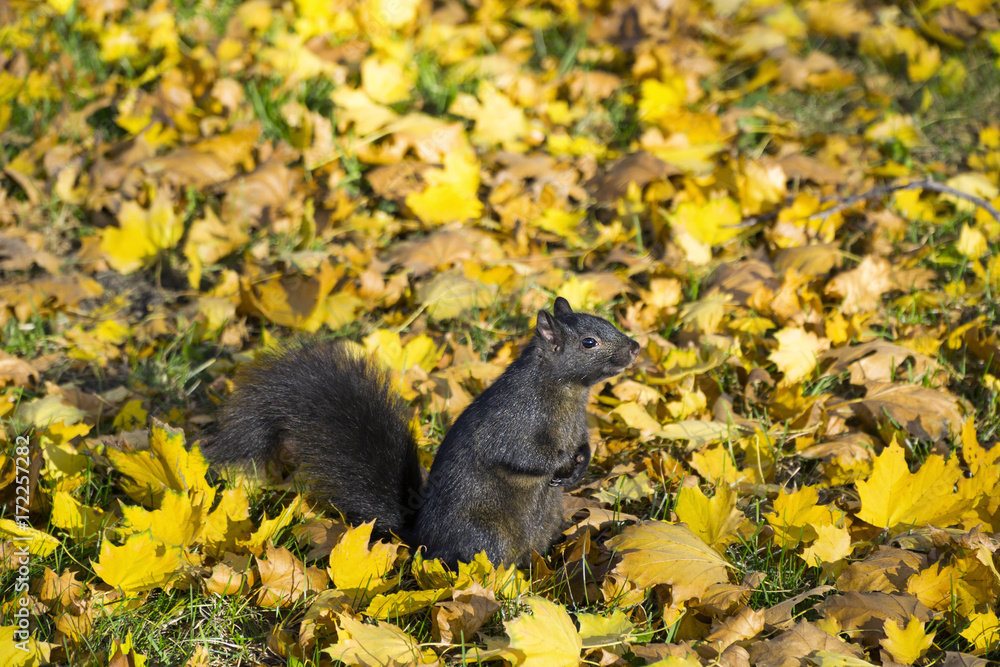 Cute black squirrel at wild natural park on Autumn day Cute black squirrel at wild natural park on Autumn day