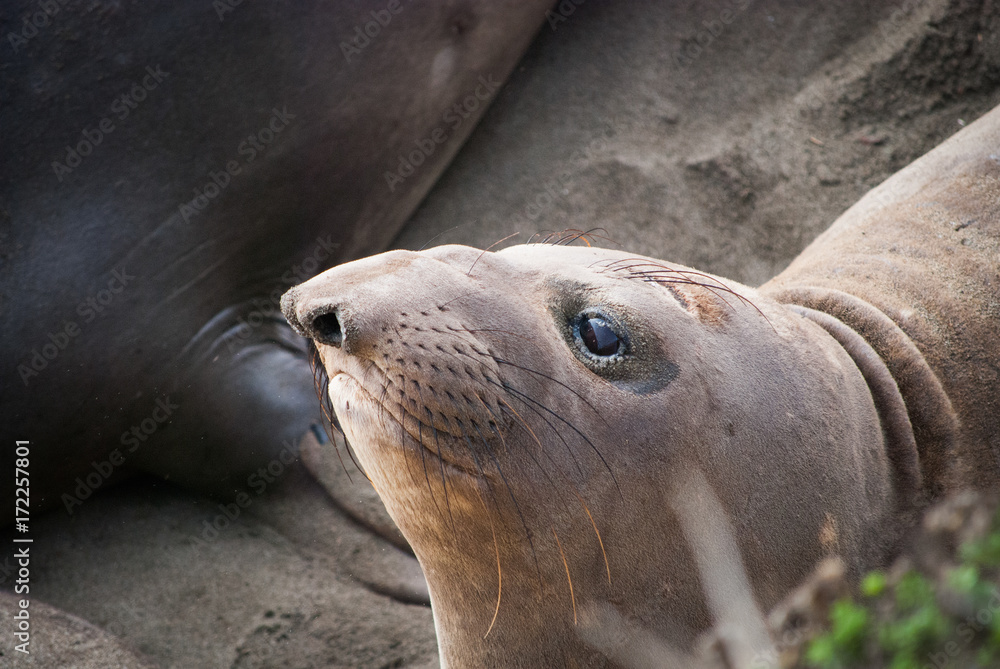 Female Elephant Seal Female Elephant Seal