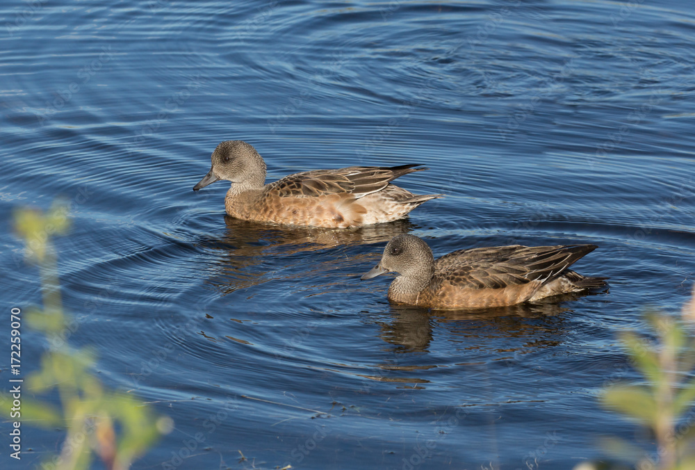 American Widgeon Hen American Widgeon Hen
