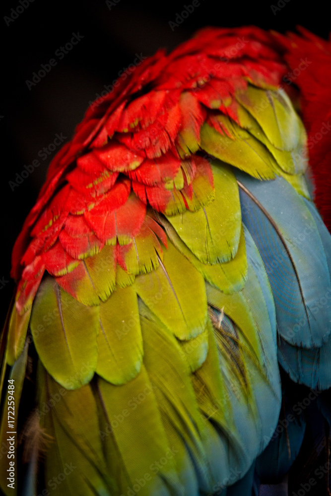 Obraz premium Scarlet Macaw Close Up