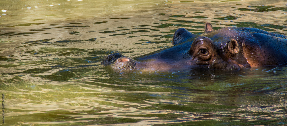 Fototapeta premium Hippopotamus