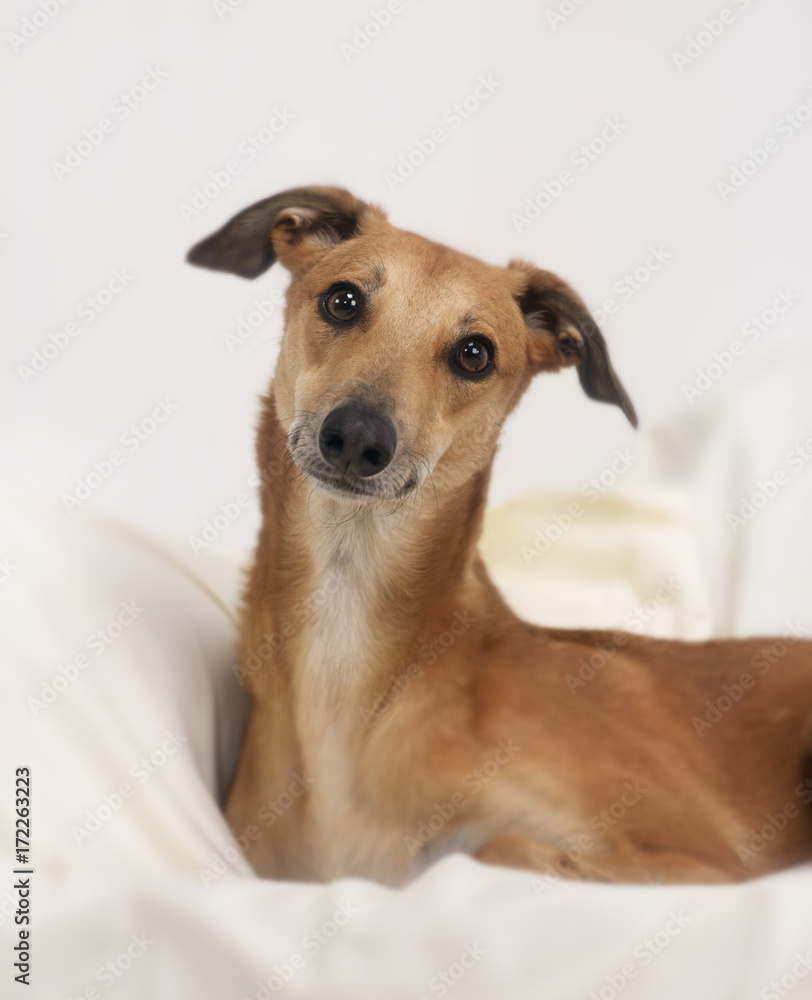 Greyhound laid on white blanket