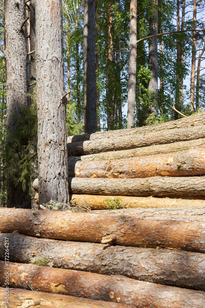 Trunks of pines, wood