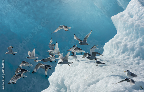 Flock of Gulls on Iceberg, Endicott Arm, Alaska