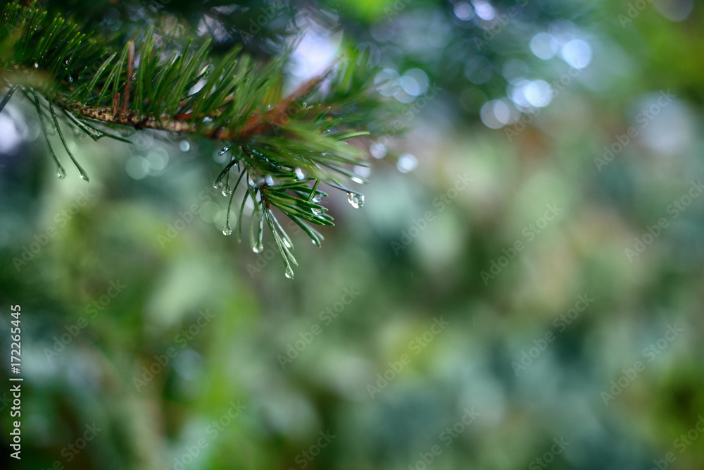 Spruce branch with drops of dew, close up Spruce branch with drops of dew, close up