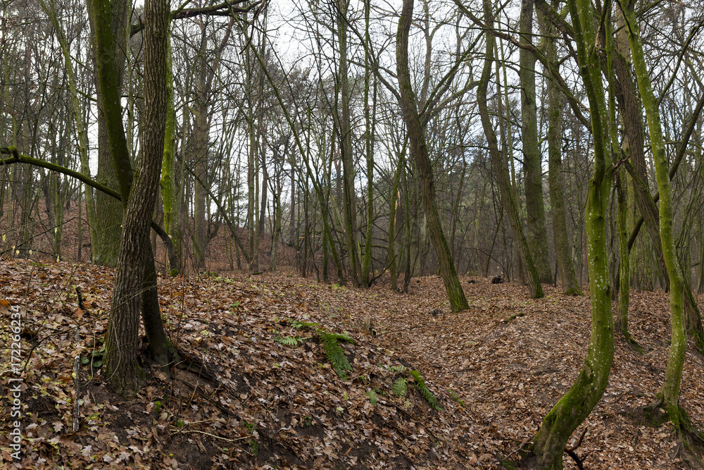 bare trunks of trees in the autumn forest bare trunks of trees in the autumn forest