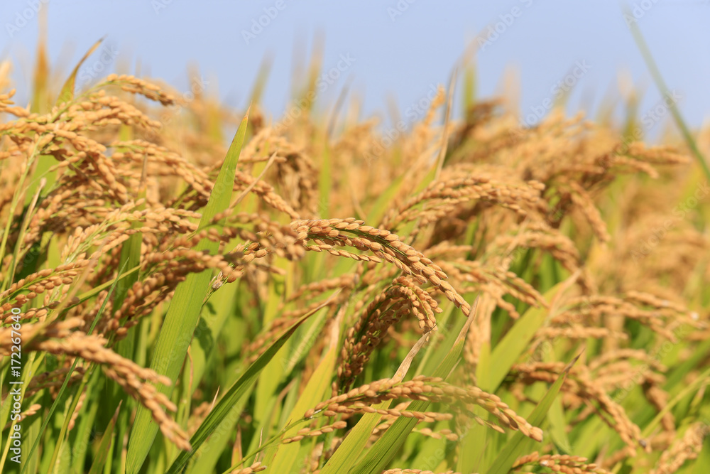Golden rice Golden rice