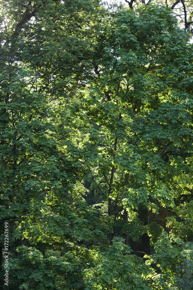 Green leaves of the maple tree Green leaves of the maple tree