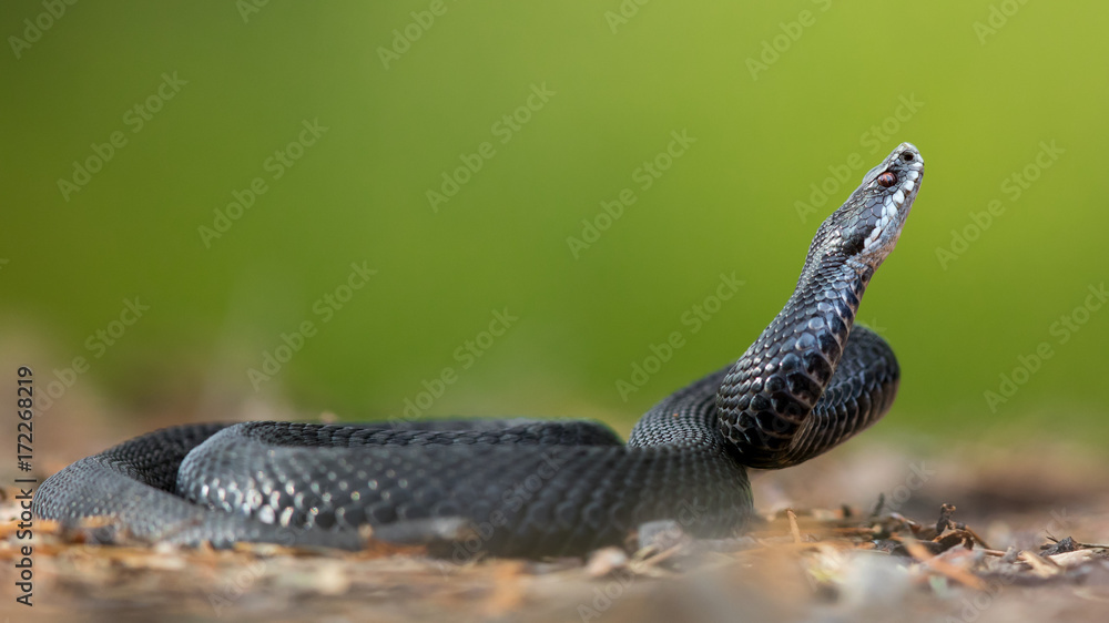 Fototapeta premium Erected Adder