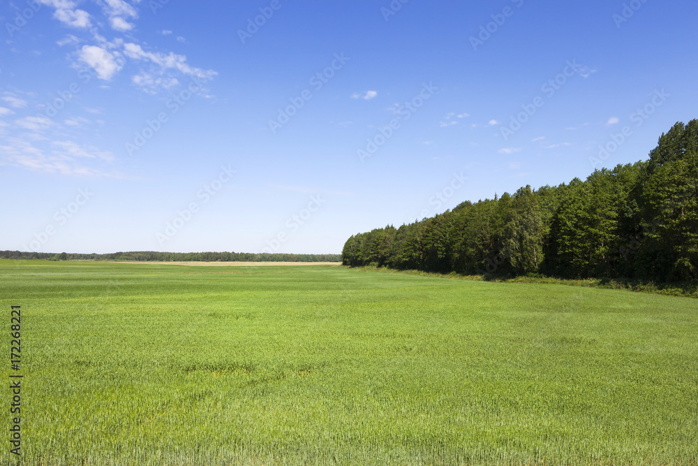 Green field and blue sky