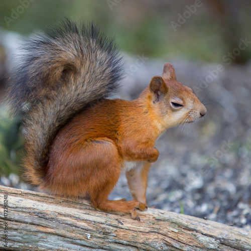 Low Aperture Squirrel © GunnarImages
