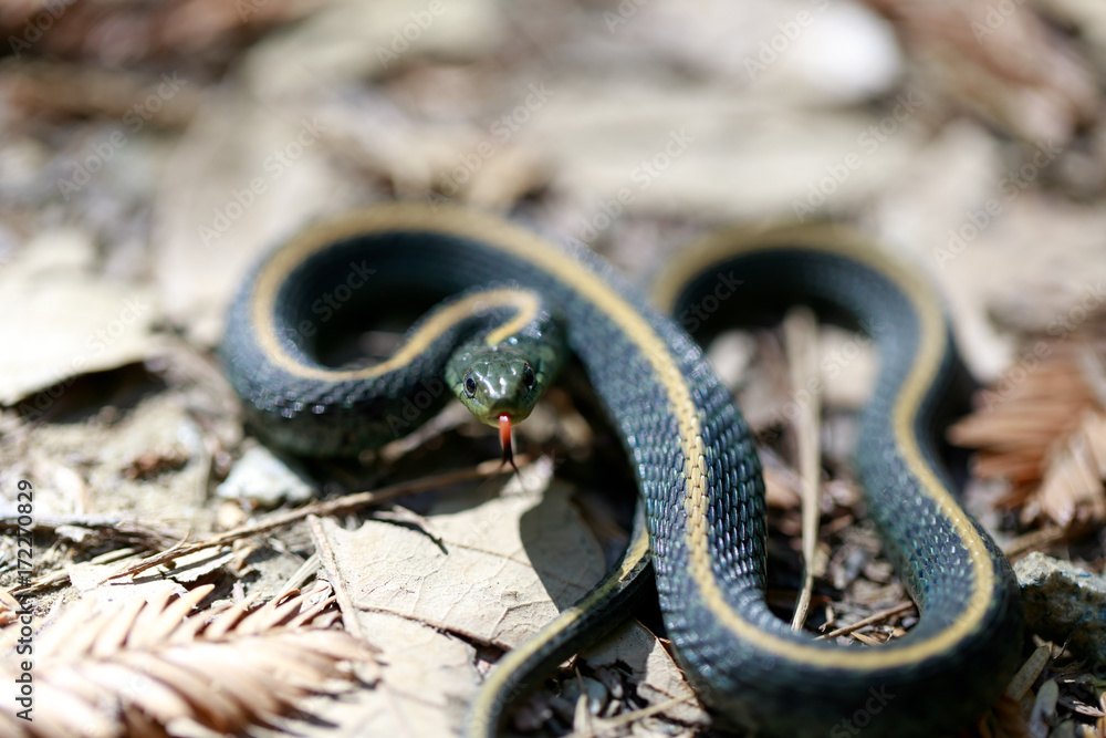 Fototapeta premium Santa Cruz Gartersnake - Thamnophis atratus atratus. Juvenile garter snake in defensive posture. Santa Cruz Mountains, California, USA.