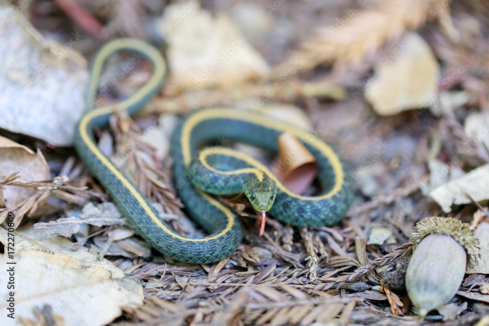 Naklejka premium Santa Cruz Gartersnake - Thamnophis atratus atratus. Juvenile garter snake in defensive posture. Santa Cruz Mountains, California, USA.