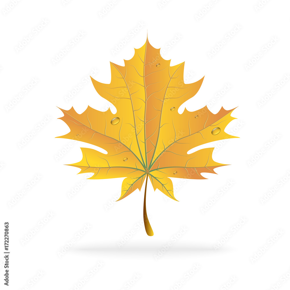 Obraz premium Autumn. Maple leaf. Vector. 